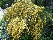 żółty Kwiat Scotch Miotła, Broomtops, Wspólny Miotła, Miotła Europejska, Irish Miotły (Sarothamnus) zdjęcie