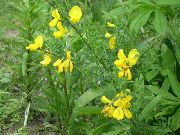 жовтий Квітка Жарновец (Sarothamnus) фото