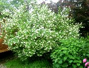 білий Квітка Бузок (Жасмин) (Philadelphus) фото