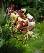 gul Blomst Felles Kaprifol (Lonicera-periclymenum) bilde