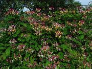 viininpunainen Kukka Yhteinen Kuusama (Lonicera-periclymenum) kuva