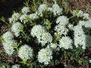 biały Kwiat Dziki Rozmaryn, Labrador Herbata, Bagno, Bagno Herbata (Ledum) zdjęcie
