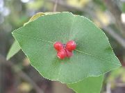 червоний Квітка Жимолость Отприсковий (Lonicera prolifera) фото