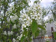 hvit Blomst Shadbush, Snøhvit Mespilus (Amelanchier) bilde