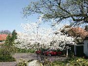 valkoinen Kukka Tuomipihlajat, Luminen Mespilus (Amelanchier) kuva