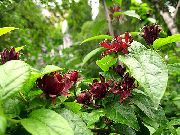 bordeaux Blomst Sød Busk, Carolina Allehånde, Jordbær Busk, Bubby Bush, Søde Betsy (Calycanthus) foto