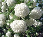 valkoinen Kukka Euroopan Karpalo Viburnum, Euroopan Lumipallo Pensas, Koiranheisi Ruusu  kuva