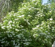 hvit Blomst European Tranebær Viburnum, Europeiske Snøball Bush, Guelder Rose  bilde