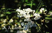 biela Kvetina Calico Bush, Vavrín, Kalmia  fotografie
