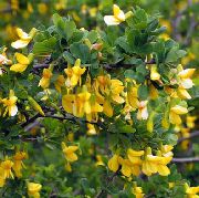 žuti Cvijet Peashrub (Caragana) foto