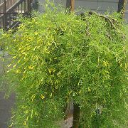 sárga Virág Peashrub (Caragana) fénykép