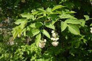 hvit Blomst American Bladdernut (Staphylea) bilde