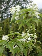 weiß Blume Amerikanischer Pimpernuss (Staphylea) foto