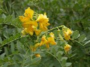 żółty Kwiat Pęcherza Senna (Colutea) zdjęcie