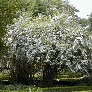 Arbusto Beleza branco Flor