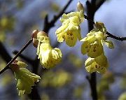 giallo Fiore Nocciolo Inverno (Corylopsis) foto