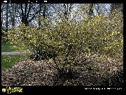 dzeltens Zieds Ziemas Lazda (Corylopsis) foto