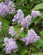flowering shrubs and trees Californian Lilac  Ceanothus