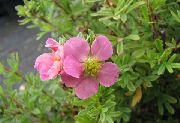 pink Bloem Wateraardbei, Shrubby Wateraardbei (Pentaphylloides, Potentilla fruticosa) foto