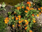 pomarańczowy Kwiat Pięciornik, Pięciornik Krzewiasta (Pentaphylloides, Potentilla fruticosa) zdjęcie