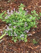 Leptodermis 紫丁香 花