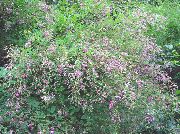 różowy Kwiat Krzew Krzew Koniczyny (Lespedeza) zdjęcie
