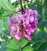 rosa Blomma Falsk Acaciaia (Robinia-pseudoacacia) foto