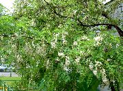 bijela Cvijet Lažna Acaciaia (Robinia-pseudoacacia) foto