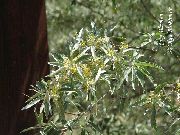 gul Blomma Oleaster, Körsbär Silverberry, Goumi, Silver Buffalo (Elaeagnus) foto