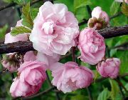 розе  Двоструко Цветање Трешње, Цветање Бадема (Louiseania, Prunus triloba) фотографија
