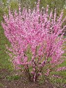 pink Bloem Dubbele Sierkers, Bloeiende Amandelbomen (Louiseania, Prunus triloba) foto