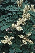 flowering shrubs and trees Asiatic Yellowwood, Amur Maackia Maackia
