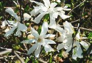 balts Zieds Magnolija (Magnolia) foto