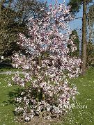 růžový Květina Magnólie (Magnolia) fotografie