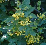 żółty Kwiat Oregon Winogron, Moszczu Ostrokrzew Oregon, Ostrokrzew Liściach Berberysu (Mahonia) zdjęcie