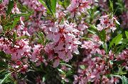 flowering shrubs and trees Almond Amygdalus