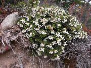bílá Květina Chilské Wintergreen (Pernettya, Gaultheria mucronata) fotografie