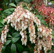 flowering shrubs and trees Japanese Pieris, Andromeda, Lily of the Valley Shrub, Fetterbush, Mountain Andromeda, Mountain Pieris Pieris