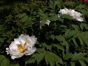 Tre Peon hvit Blomst