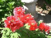 ხე პეონი წითელი ყვავილების