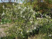 თეთრი ყვავილების Japanese Hardy ფორთოხალი, მწარე ფორთოხალი (Poncirus) ფოტო