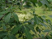 grön Blomma Hop Träd, Stinkande Aska, Rån Aska (Ptelea trifoliata) foto