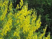 Süpürge sarı çiçek