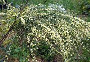 ყვითელი ყვავილების ცოცხი (Cytisus) ფოტო