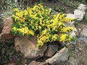 sarı çiçek Secde Süpürge (Cytisus decumbens) fotoğraf