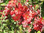 წითელი ყვავილების კომშის (Chaenomeles-japonica) ფოტო