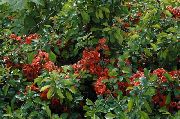 röd Blomma Kvitten (Chaenomeles-japonica) foto