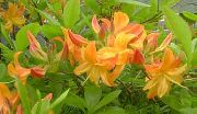 Azaleen, Pinxterbloom orange Blume