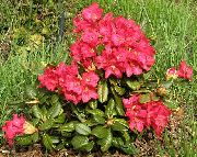 czerwony Kwiat Azalie, Pinxterbloom (Rhododendron) zdjęcie