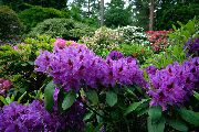     Lees dark purple - Rhododendron hybriden Lees dark purple
